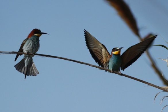 Bee-eaters, Tavira, 13 April 2012