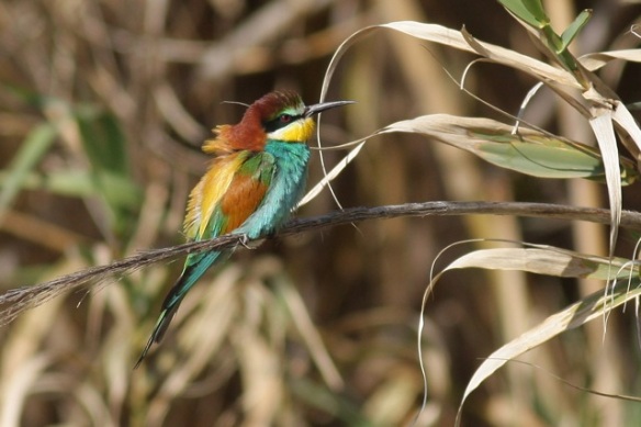 Bee-eater, Tavira, 13 April 2012