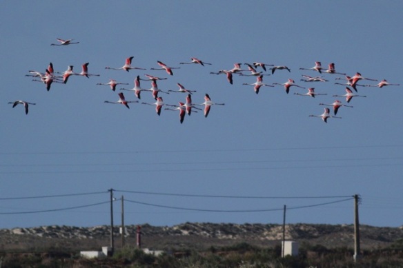 Flamingos flying, Tavira, 13 April 2012