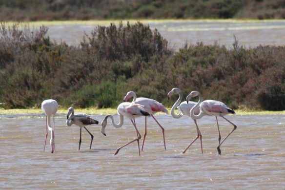 Flamingos in salt pan, Tavira, 13 April 2012
