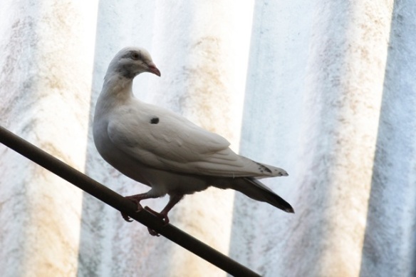 Domestic pigeon, Westeremden, 24 July 2012