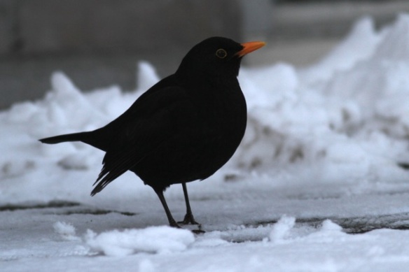 Blackbird male, 26 January 2013