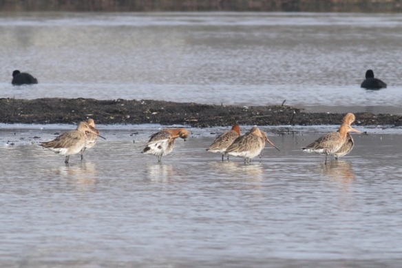 Black-tailed godwits, Polders bij Poelgeest, 18  February 2013