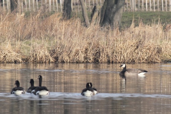 Canada geese and a barnacle goose, 18 February 2013