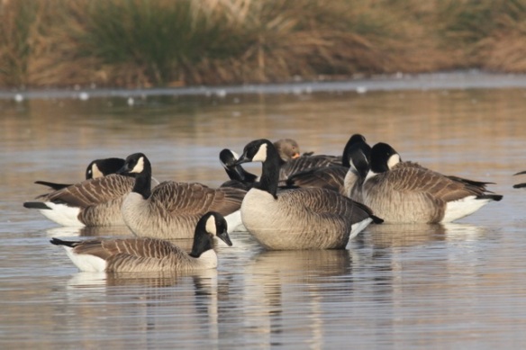 Canada geese and a grey lag goose, 18 February 2013