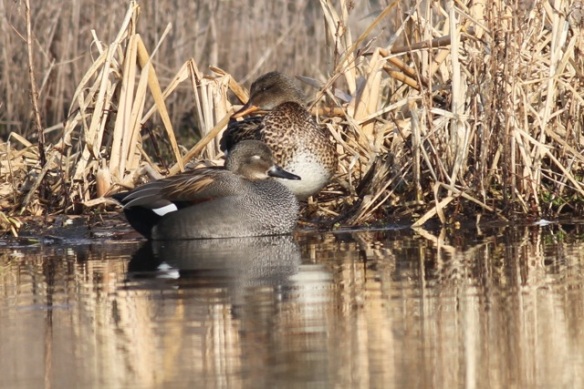 Gadwall duck male and female, 18 February 2013
