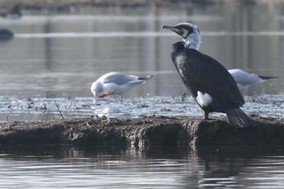 Great cormorant and common gull, 18 February 2013