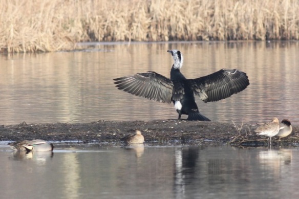 Great cormorant and teal, 18 February 2013