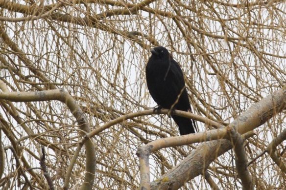 Carrion crow, near Lac du Der, France, 28 February 2013