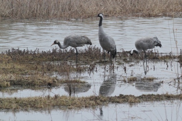 Crane family, youngster at left, still feeding at Lac du Der, France, 28 February 2013