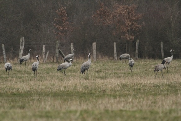 Crane flock feeding near trees at the Ferme aux Grues, France, 28 February 2013