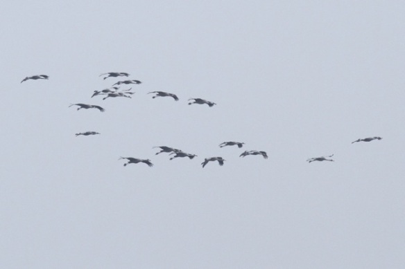 Cranes flying to the Ferme aux Grues, France, 28 February 2013