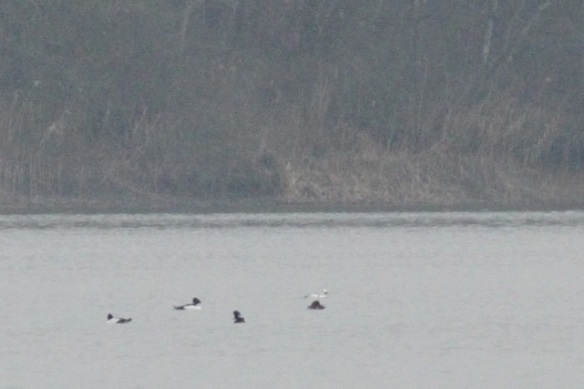 Goldeneyes, left, and smews, right, on Lac du Der, France, 28 February 2013