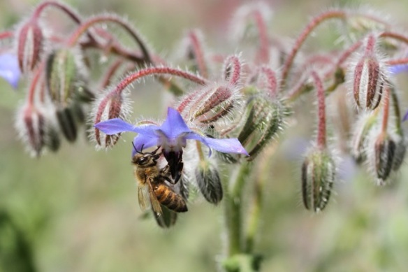 Honeybee, 21 July 2013