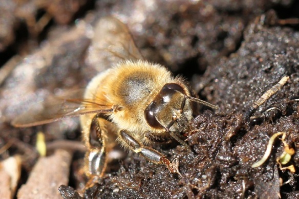 Honeybee drinking, 21 July 2013