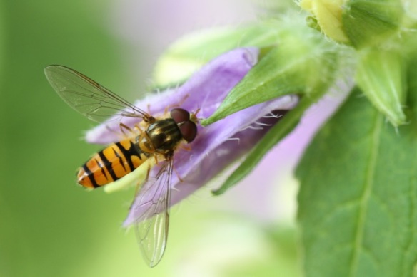 Hoverfly, 21 July 2013