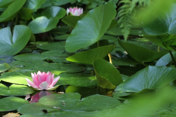 Water lilies, 21 July 2013