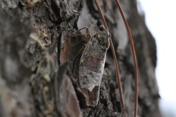 Cicada on Aleppo pine, Italy, 16 September 2013