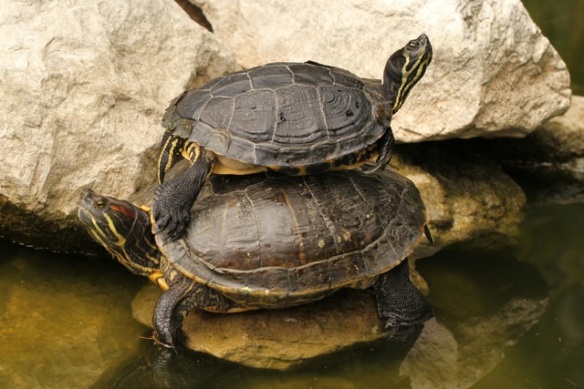 Cumberland turtle, top, and red-eared slider, bottom, Italy, 16 September 2013