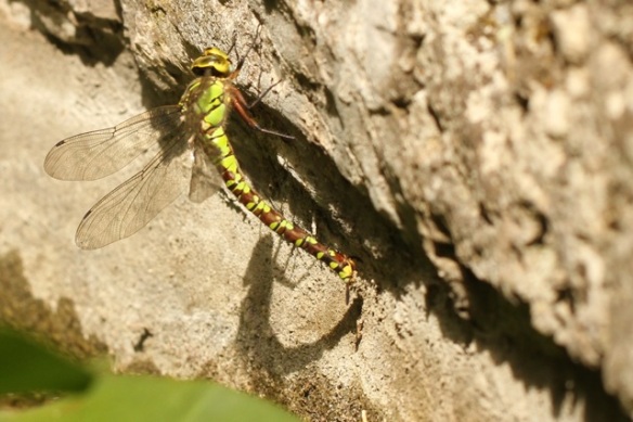 Emperor dragonfly female, Italy, 16 September 2013