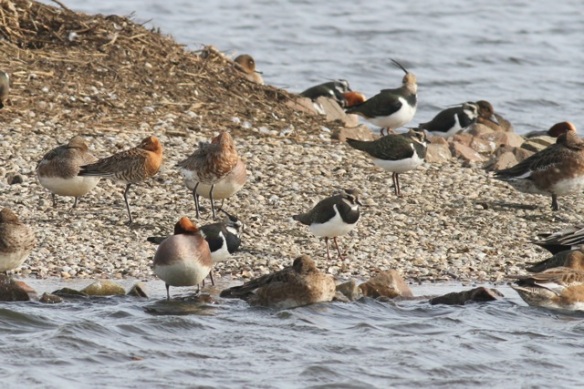 Lapwings and godwits, 23 February 2014