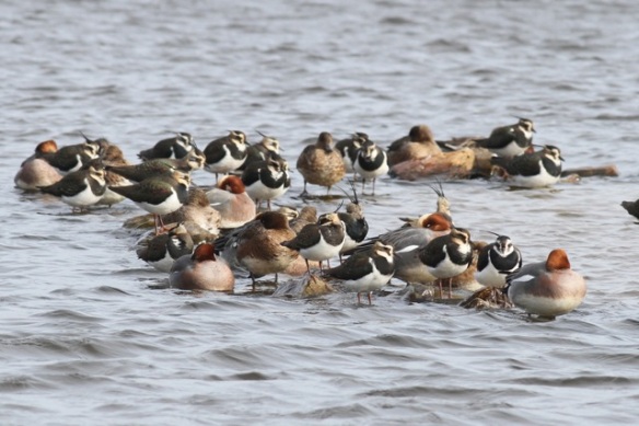 Lapwings and wigeons, 23 February 2014