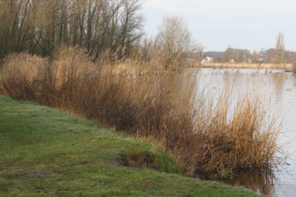 Meeslouwer lake, 23 February 2014