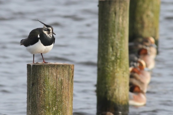 Northern lapwing, 23 February 2014