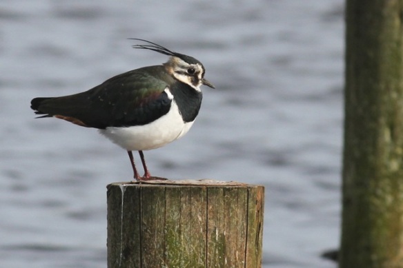 Northern lapwing, Starrevaart, 23 February 2014