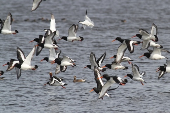 Oystercatchers and avocets flying away, Starrevaart, 23 February 2014