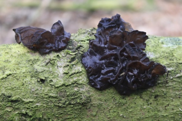 Witches' butter, 23 February 2014