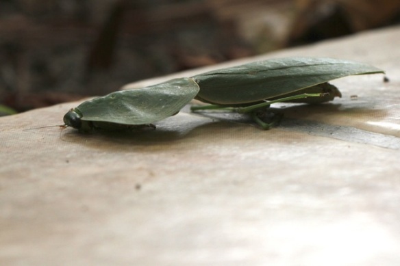 Leaf-mimicking praying mantis, 20 March 2014