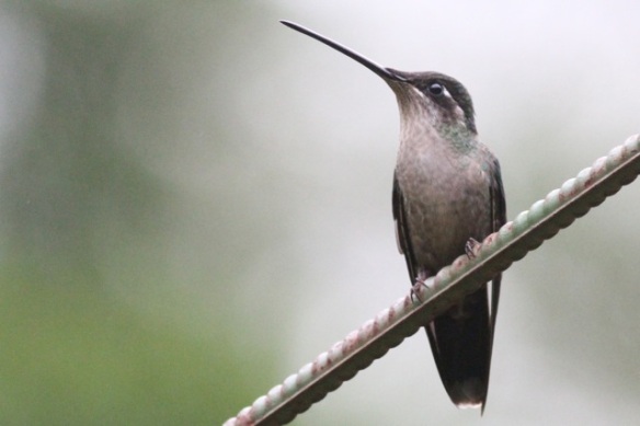 Magnificent hummingbird female, 17 March 2014