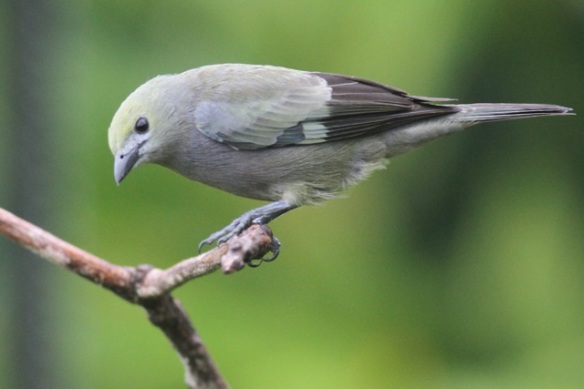 Palm tanager, 20 March 2014