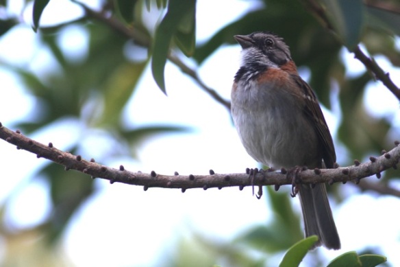 Rufous-collared sparrow, 14 March 2014