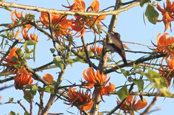 Rufous-tailed hummingbird, 14 March 2014