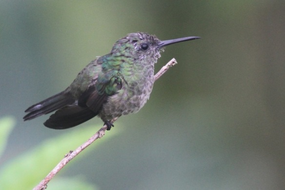 Scaly-breasted hummingbird, 20 March 2014