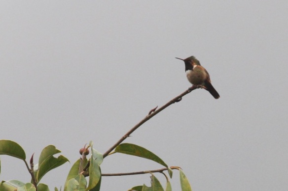 Scintillant hummingbird male, 17 March 2014