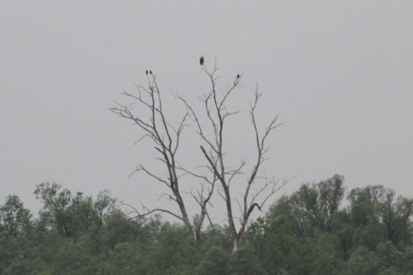 White-tailed eagle and carrion crows, 27 April 2014