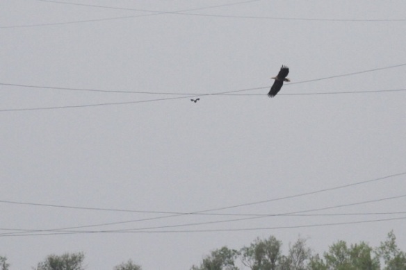 White-tailed eagle flying, 27 April 2014