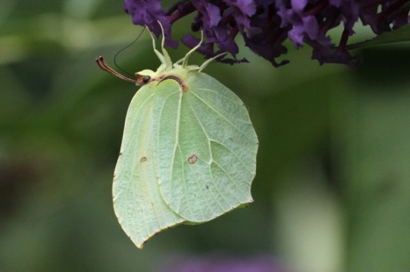 Brimstone butterfly, 2 August 2014