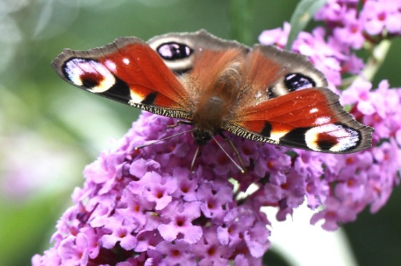 Peacock butterfly, 2 August 2014