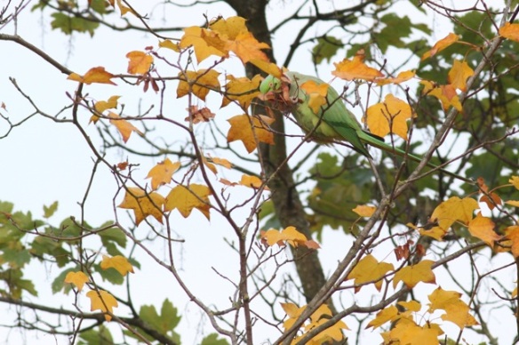 Ring-necked parakeet, 23 October 2015