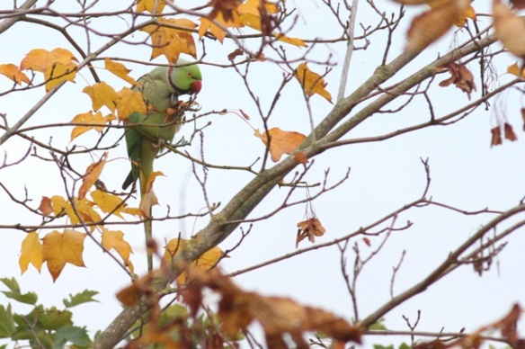 Ring-necked parakeet male, on 23 October 2015