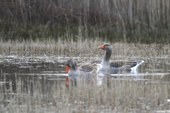 Grey lag geese, 5 March 2016