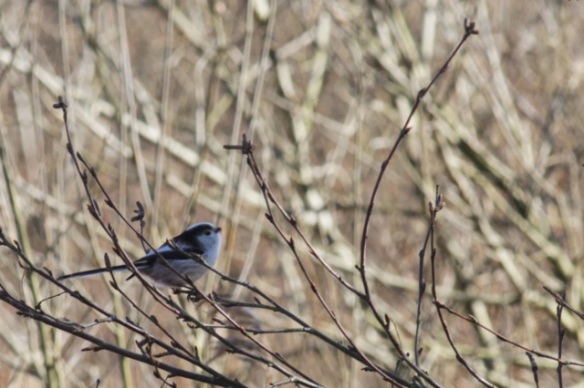Long-tailed tit, Texel, 5 March 2016