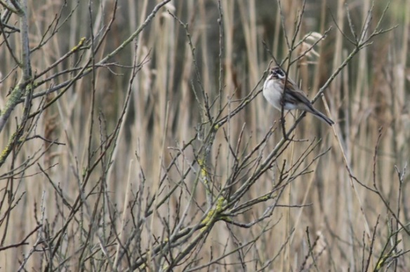 Reed bunting, 5 March 2016