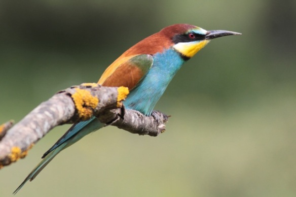 Bee-eater, on branch near Jaraicejo, on 23 April 2016