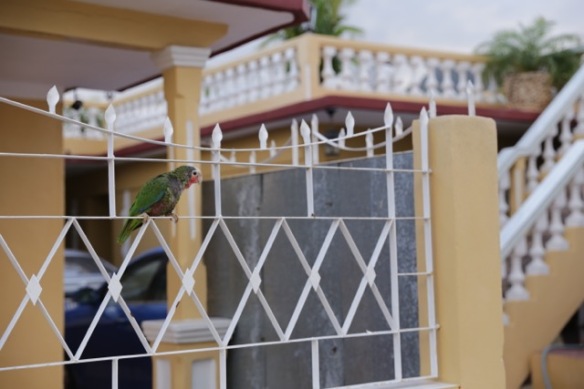 Cuban parrot, 6 March 2017
