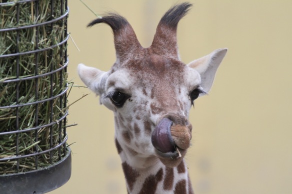 Giraffe baby, 30 October 2017